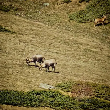 4/6 Pers 38m2, Vue Montagne, Piscine Chauffee, 500m Centre Apartment Cauterets