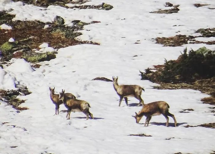 4/6 Pers 38m2, Vue Montagne, Piscine Chauffee, 500m Centre Cauterets